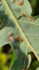 Neuroterus floccosus