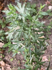 Artemisia verlotiorum