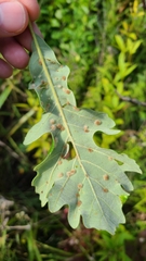 Neuroterus floccosus