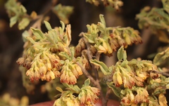 Hermannia holosericea