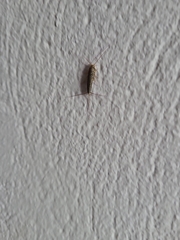 Lepismatidae