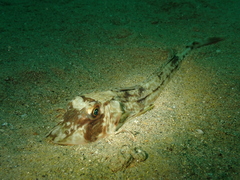 Chelidonichthys lucerna