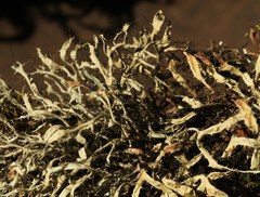 Heterodermia leucomelos