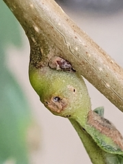 Andricus quercuspetiolicola