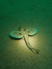 Chelidonichthys lucerna