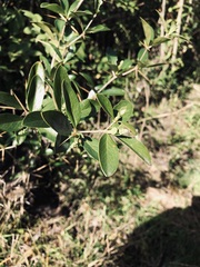 Berberis laurina