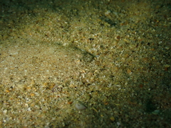 Arnoglossus