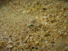 Arnoglossus