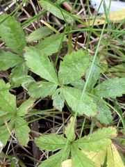 Potentilla reptans