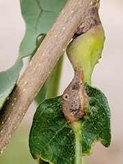 Andricus quercuspetiolicola