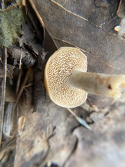 Hydnum umbilicatum
