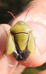 Piezodorus lituratus