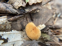 Hydnum umbilicatum