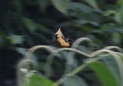 Heraclides androgeus