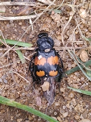 Nicrophorus vespilloides