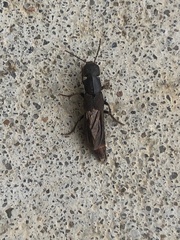Platydracus cinnamopterus