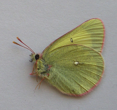 Colias gigantea