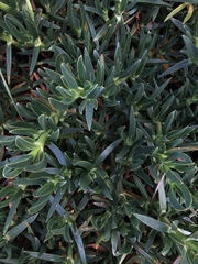 Carpobrotus edulis