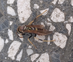 Polistes crinitus