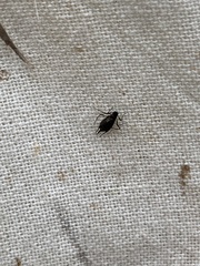 Aphis fabae