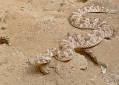 Bitis caudalis