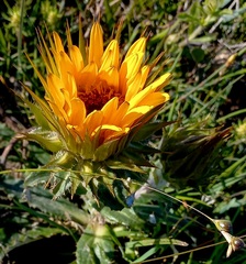 Berkheya armata
