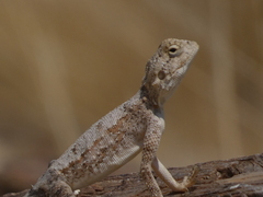 Agama anchietae