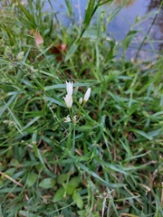 Nothoscordum bivalve