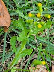 Senecio vulgaris