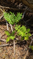 Sorbus scopulina