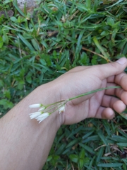 Nothoscordum bivalve