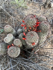 Mammillaria grahamii