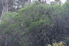 Cascabela thevetia