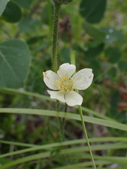Anemone multifida