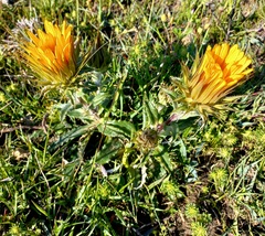 Berkheya armata