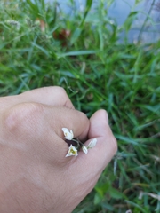 Nothoscordum bivalve