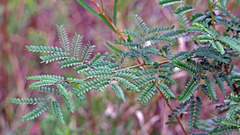 Acacia terminalis