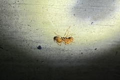 Notoncus spinisquamis