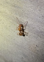 Notoncus spinisquamis