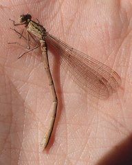 Sympecma paedisca
