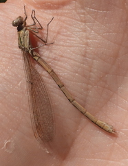 Sympecma paedisca