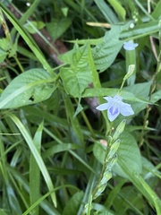 Asystasia intrusa