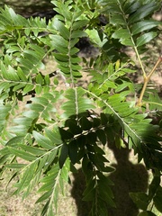 Gleditsia