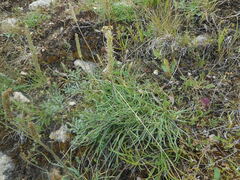 Plantago maritima serpentina