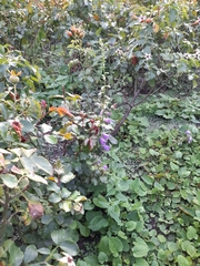 Campanula rapunculoides