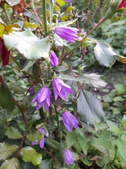 Campanula rapunculoides
