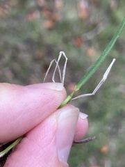 Poa trivialis