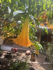 Brugmansia