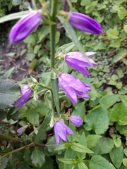 Campanula rapunculoides
