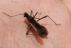 Megalotomus junceus